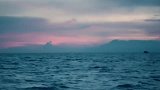 海螺怎么吃，看看就知道，海螺也有想家的时候