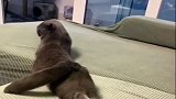 猫咪趴在沙发看电视，这姿势也是没谁了，看完憋住别笑！