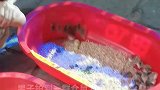 男子拍到一群仓鼠为了逃生，一直在盆里蹦跶