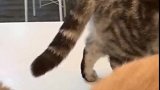 猫：铲屎的我饿了，给点小鱼干吧！