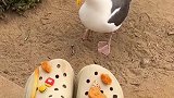一下子给鸟整不会了