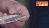 舌尖上的美食：桂花鲜