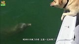 金毛对海豚一见钟情，成了好朋友，每天都偷偷跑到海里约会