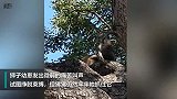 南非一只小狮崽被狒狒抓住逮到树上不幸死亡
