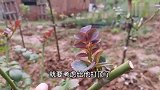月季花嫁接想让树形赶快饱满，那就要破坏它生长规则