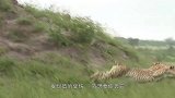 狮子咬断鬣狗后腿，鬣狗用前腿逃跑，网友：四驱变两驱