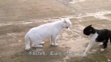 考拉打架打输了，坐在地上“嚎啕大哭”，像个孩子一样！