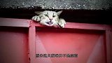男子以为猫咪在吐舌卖萌，看清后瞬间慌了，连忙上前营救！