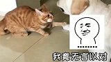 猫咪：渣猫在线撩汉！狗狗：别碰我，你算哪根葱！