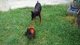 大公鸡和狗狗互看对方不顺眼，大公鸡上去就啄狗狗，狗狗赶紧跑