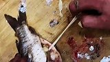 鱼肚子里的面条，到底是啥