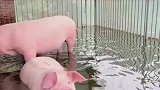 难怪大学生养猪发财，看这养殖方式