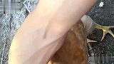 灭蚊奇葩操作大赏，必须和蚊子决一死战