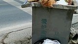 猫：几天没吃肉了，饿的头脑发晕！