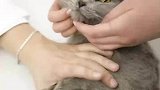 女子改良治疗猫传腹合成药，涉嫌生产销售假冒伪劣产品罪被刑拘