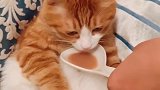 猫：我才不要吃这个，我要小鱼干！
