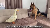 大狼狗在沙发上和鸭子对视，它们能和谐相处吗