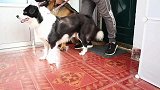 狗子回家，德牧松开绳子就嘚瑟，边牧气不过要打架