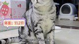 这才是真正的养猪专业户！把猫活生生的养成了猪！