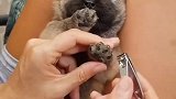 给狗狗剪指甲