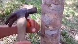 为什么要在沉香树身上打洞呢