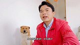 田园犬叼来3个红包，里面各20元，这是它80后主人的过年红包