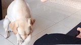 狗狗和主人互动，亲亲手它倒乐意，一看主人伸出脚，反应太逗了
