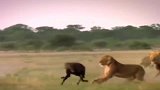母狮眼看鬣狗要追丢，伸脚一掏撂倒！