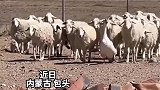 内蒙古的大鹅会放羊，牧民家有只牧羊鹅