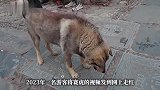 现实版忠犬八公行走不稳，瑶里景区回应：它老了已有17岁