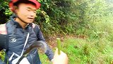 上深山去摘弥猴桃，出乎所料的满载而归，网友:这么多也太爽了吧