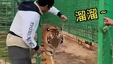 老虎太听话了，这么细的铁链，能管得住它吗