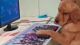 你永远也不会想到，屏幕另一边和你组队的可能是一只狗子