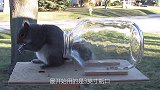 装上食物的瓶子引诱松鼠，瓶口每天缩小6毫米，最后结果如何呢？