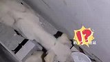 狗妈妈被困地库多日，自己瘦得皮包骨，狗宝宝却胖嘟嘟的