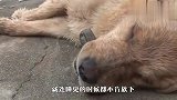 狗狗守护着一处洞穴，村民伸手进去掏，瞬间乐开了花