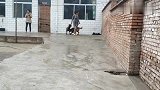 农村大姐养的马犬，陌生人不敢靠近，但是对主人十分忠诚
