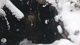 大雪天狗狗被困井下，眼神惹人生怜，幸得救援队相救