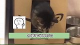 好肥美的猫，整整一箱猫