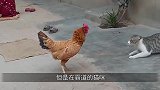 公鸡闯入孔雀群，遭遇孔雀群的围攻，镜头记录搞笑一幕！