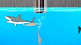 鲨鱼海豚鲸鱼和玩具鱼一起在水中游 海洋动漫