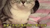 绿茶猫开始和我的第二次作战，现在开始赖床不下去了！