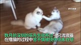 男子收养流浪猫数月后反复高烧淋巴节肿大 入院后确诊猫抓病