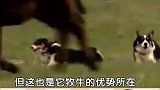 腿这么短的柯基，居然是用来做这种事的