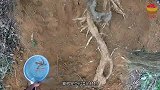 血栓的“克星”发现了，经常吃一点，血液不粘稠，血管更通畅