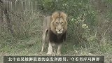 北牛雄狮联盟：大布抛下捕牛的狮群，外出巡逻领地，有担当