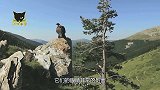 老鹰也有失误的时候，抓鸡不成反被缠住，还赔进自己的性命