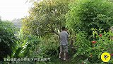 花园城市打造超级树, 树干种16万颗植物, 夏天蚊子多吗