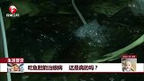 生活警示 吃鱼胆能治眼病 这是真的吗？