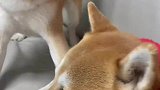 二胎这碗水根本端不平